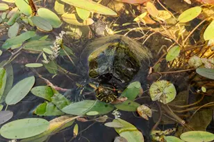 1300 Meadowbrook Rd, Altadena, CA 91001 - Photo 40