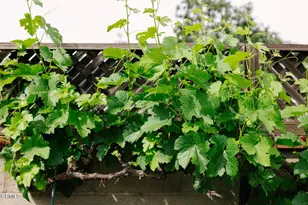 1504 Oneonta Knoll, South Pasadena, CA 91030 - Photo 60