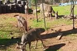 5129 Toyon, Paradise, CA 95969 - Photo 50