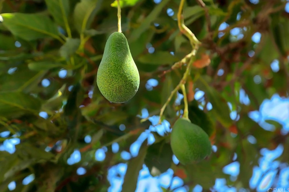 229 Chicago St, Los Angeles CA  90033-4312 exterior