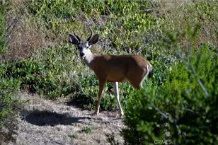 1294 Hollysprings, Santa Maria, CA 93455 - Photo 48