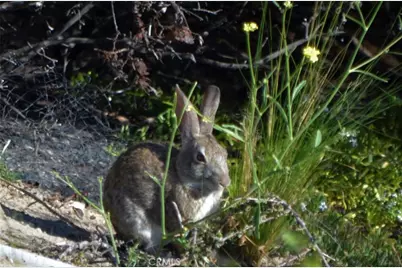 1294 Hollysprings, Santa Maria, CA 93455 - Photo 52