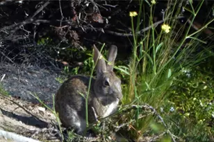 1294 Hollysprings, Santa Maria, CA 93455 - Photo 52