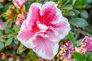 960 Wigeon Way, Arroyo Grande, CA 93420 - Photo 38