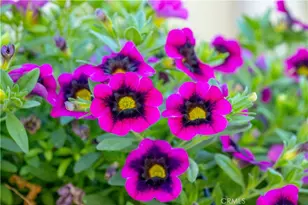 960 Wigeon Way, Arroyo Grande, CA 93420 - Photo 36