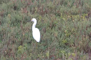 1460 Seacoast, Imperial Beach, CA 91932 - Photo 12