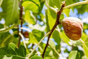 9432 Hito Ct, San Diego, CA 92129 - Photo 52