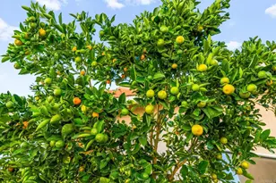 23925 Constantine Dr, Murrieta, CA 92562 - Photo 66