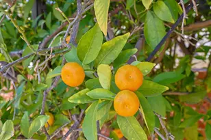 4350 68th St, La Mesa, CA 91942 - Photo 44