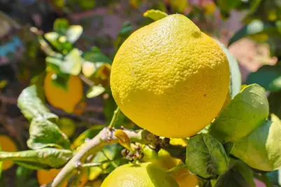 9272 Mesa Vista, La Mesa, CA 91941 - Photo 40