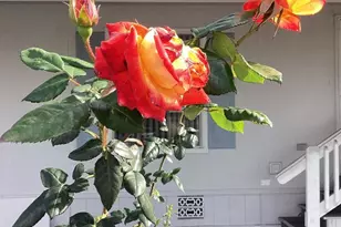 1425 2nd Ave, Chula Vista, CA 91911 - Photo 4