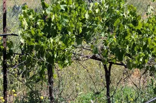 3333 Suncrest Blvd, El Cajon, CA 92021 - Photo 38