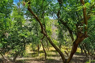 2339 Green Valley Rd, Fallbrook, CA 92028 - Photo 22
