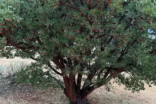9150 Pine Creek, Pine Valley, CA 91962 - Photo 40