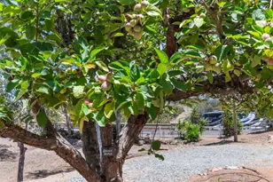 1238 Cedar St, Ramona, CA 92065 - Photo 44