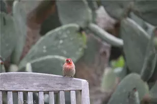 2 Chuckwagon Rd, Rolling Hills, CA 90274 - Photo 64