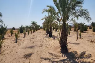 44624 Demmiel Rd, Yermo, CA 92398 - Photo 8