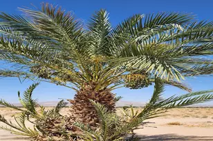 44624 Demmiel Rd, Yermo, CA 92398 - Photo 4