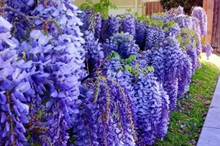 10462 Molette, Bellflower, CA 90706 - Photo 22