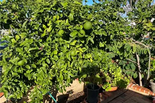 825 Sonora Rd, Costa Mesa, CA 92626 - Photo 36