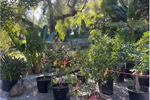 27401 Ortega, San Juan Capistrano, CA 92675 - Photo 6