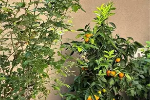 37 Peony, Irvine, CA 92618 - Photo 42