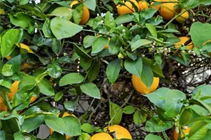 421 Sycamore Ave, Brea, CA 92821 - Photo 40