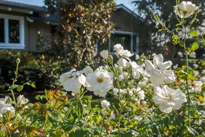 2011 Redberry, North Tustin, CA 92705 - Photo 46