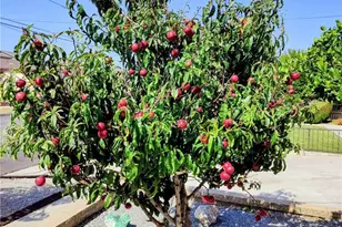 421 E 219th, Carson, CA 90745 - Photo 50