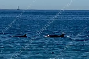 34134 Selva Rd, Dana Point, CA 92629 - Photo 26