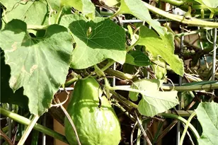 1560 Homewood Rd, Seal Beach, CA 90740 - Photo 50