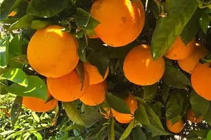 0 Via Barranca, Temecula, CA 92590 - Photo 16