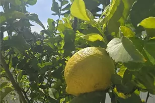 761 Ocean View, Fullerton, CA 92832 - Photo 42