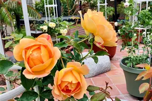 [Address not provided], Gardena, CA 90249 - Photo 64