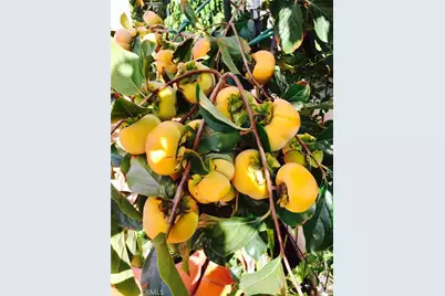 [Address not provided], Gardena, CA 90249 - Photo 52