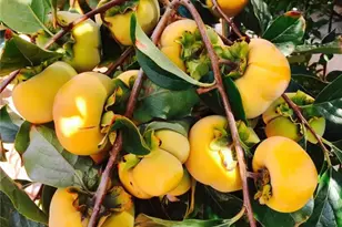 [Address not provided], Gardena, CA 90249 - Photo 52