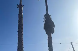 2217 Voorhees Ave, Redondo Beach, CA 90278 - Photo 34