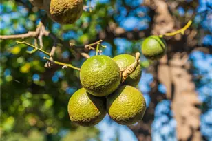 1680 S Rimpau Blvd, Los Angeles, CA 90019 - Photo 32