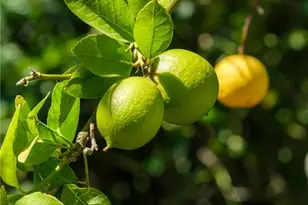 26935 Whitestone Rd, Rancho Palos Verdes, CA 90275 - Photo 46