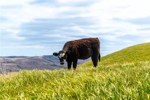 8050 Bitterwater Rd, Shandon, CA 93461 - Photo 4