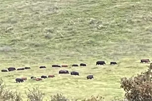 8050 Bitterwater Rd, Shandon, CA 93461 - Photo 38