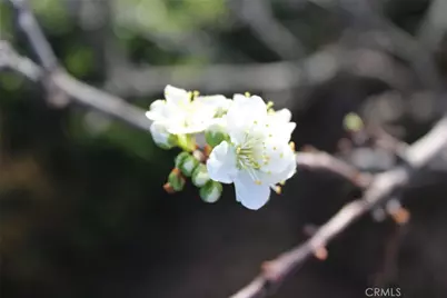 1909 Pineridge, Cambria, CA 93428 - Photo 36