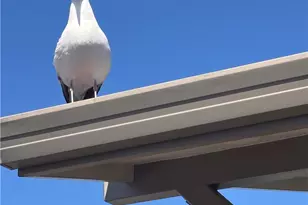 1154 Santa Ysabel, Los Osos, CA 93402 - Photo 42