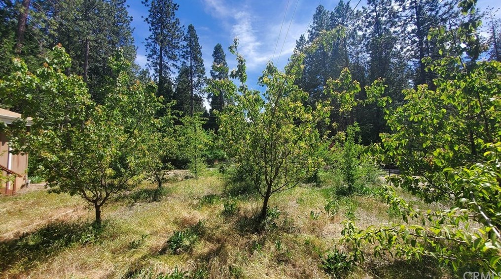 6555 Boulder Dr, Nimshew, CA 95954