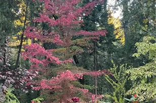 5937 Fern Glenn, Magalia, CA 95954 - Photo 36