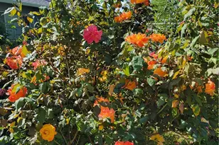 149 Acacia, Oroville, CA 95966 - Photo 34