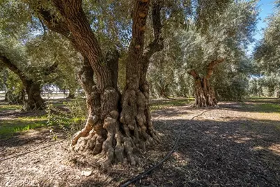 24840 South, Corning, CA 96021 - Photo 66