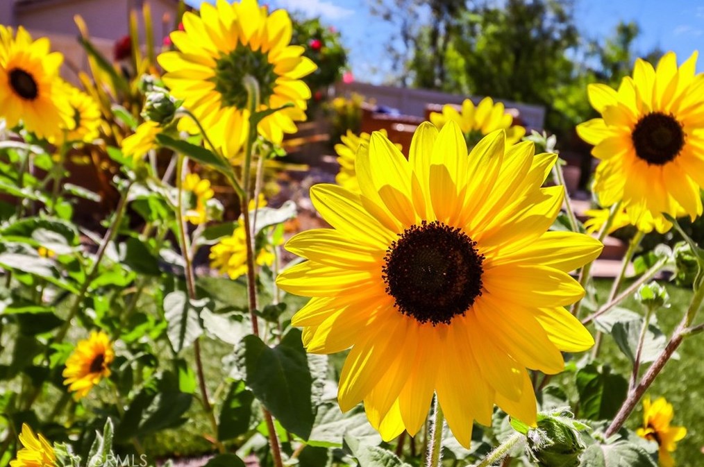 1649 Meadowglen Ct, Thousand Oaks CA  91320-3470 exterior