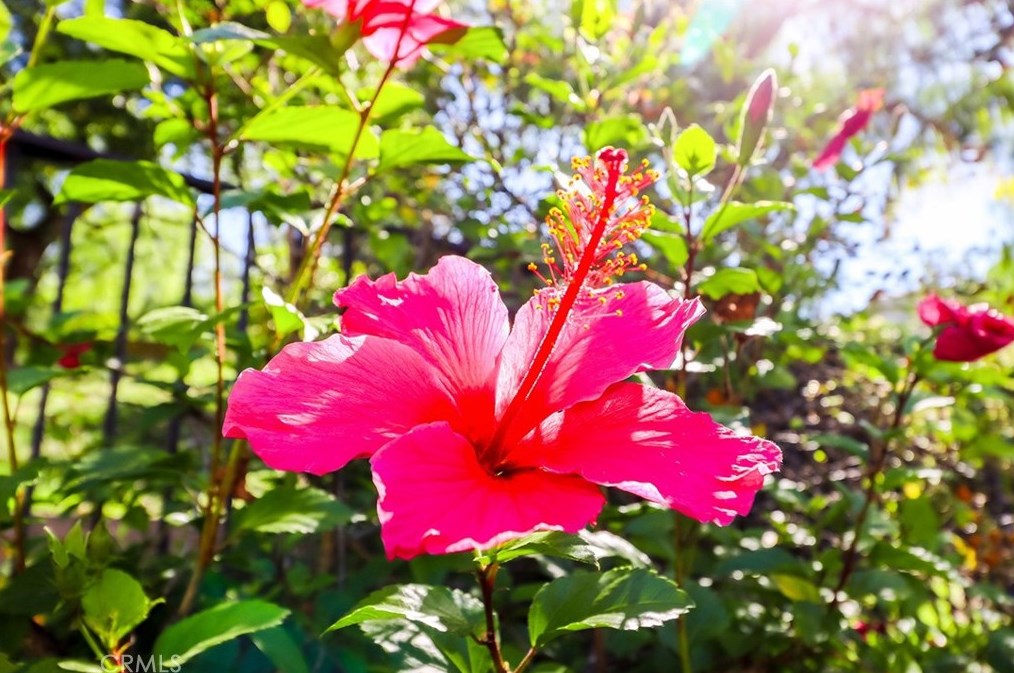 358 Anzio Way, Calabasas CA  91377-4851 exterior