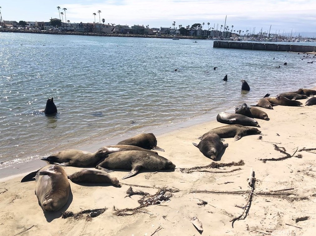 320 Rossmore Dr, Oxnard CA  93035-4465 exterior